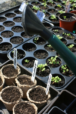 Seedlings And Pots