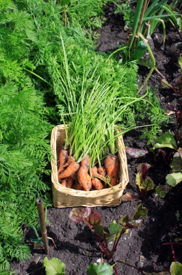 Carrot Harvest