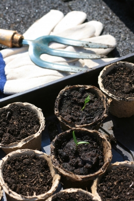 Tomato Seedlings