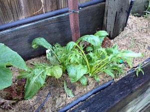 Raised Bed Garden