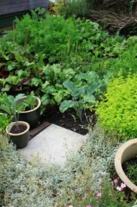 Vegetable Garden