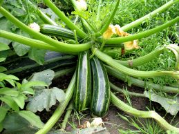 Growing Zucchini