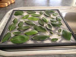 Drying Bay Leaves