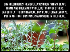Using & Storing Fresh Herbs