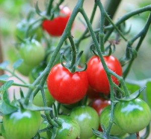 GrowingTomatoes